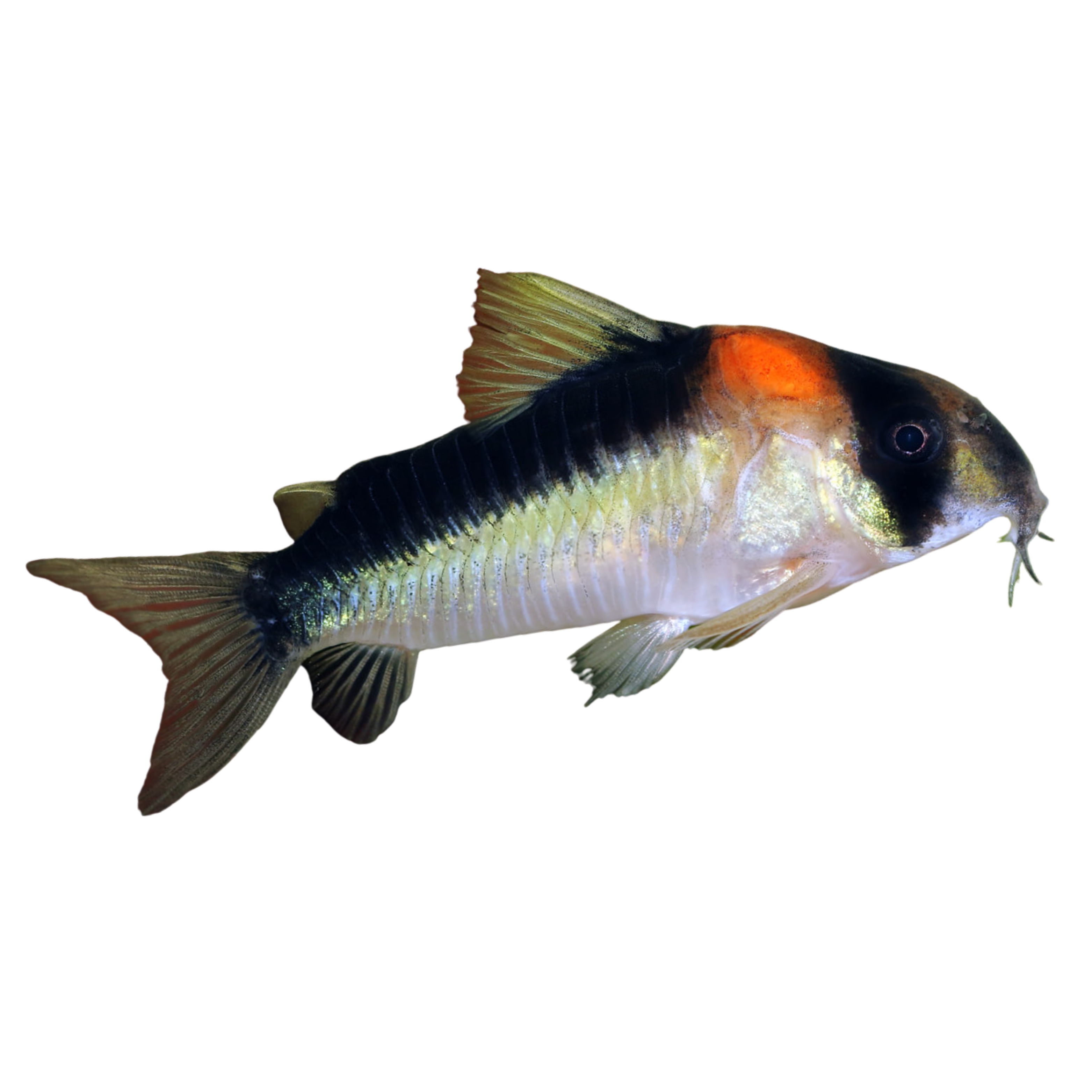 Adolfoi Corydora