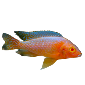 Peacock Cichlid