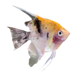 Load image into Gallery viewer, Koi Angel Fish
