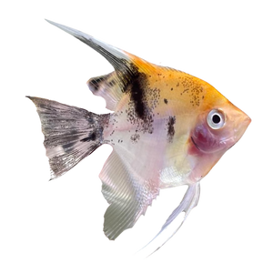 Koi Angel Fish