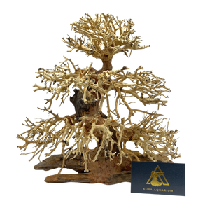 Bonsai Driftwood 30 X 30 X 15