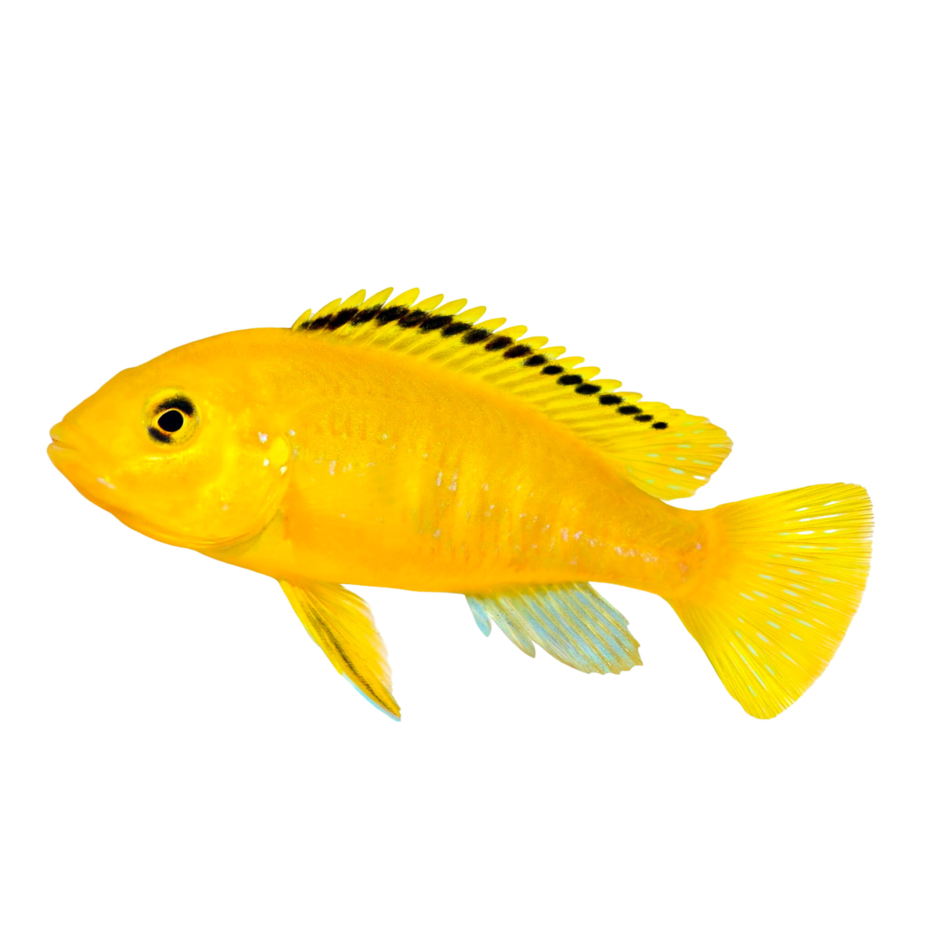 Peacock Cichlid