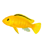 Load image into Gallery viewer, Peacock Cichlid
