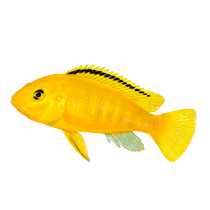 Peacock Cichlid