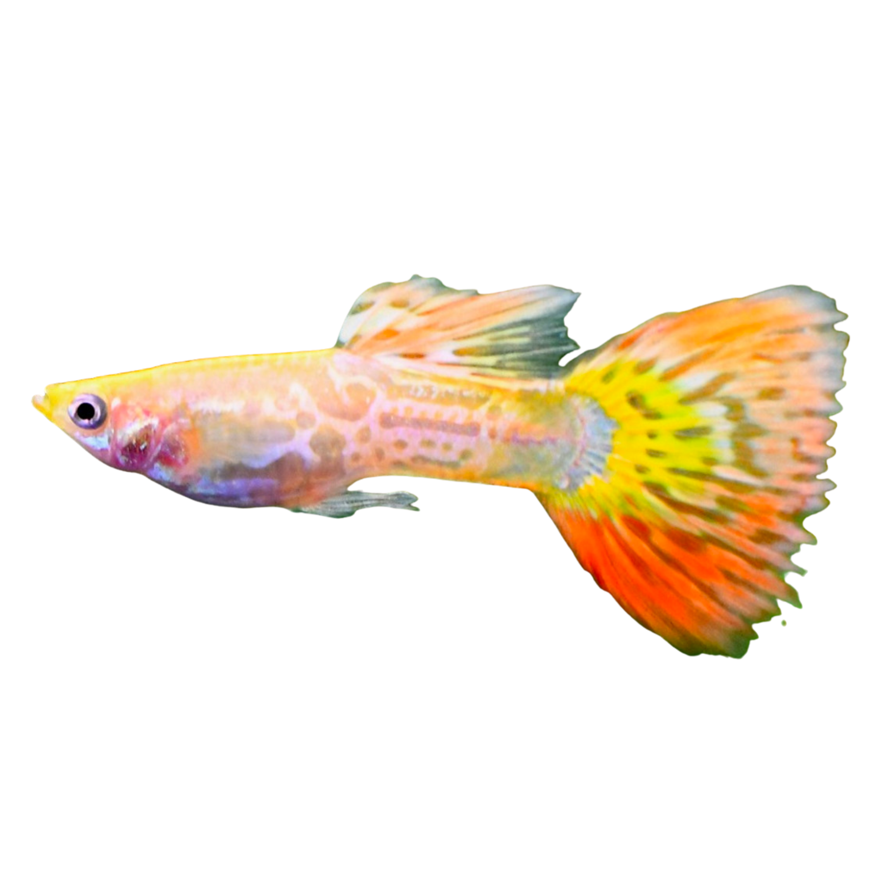 Pineapple Cobra Guppy