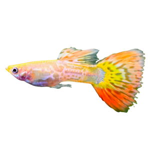 Pineapple Cobra Guppy