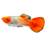 Load image into Gallery viewer, Koi Guppy
