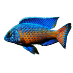 Load image into Gallery viewer, Peacock Cichlid
