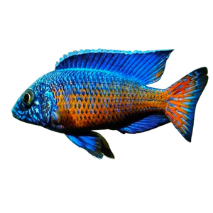 Peacock Cichlid