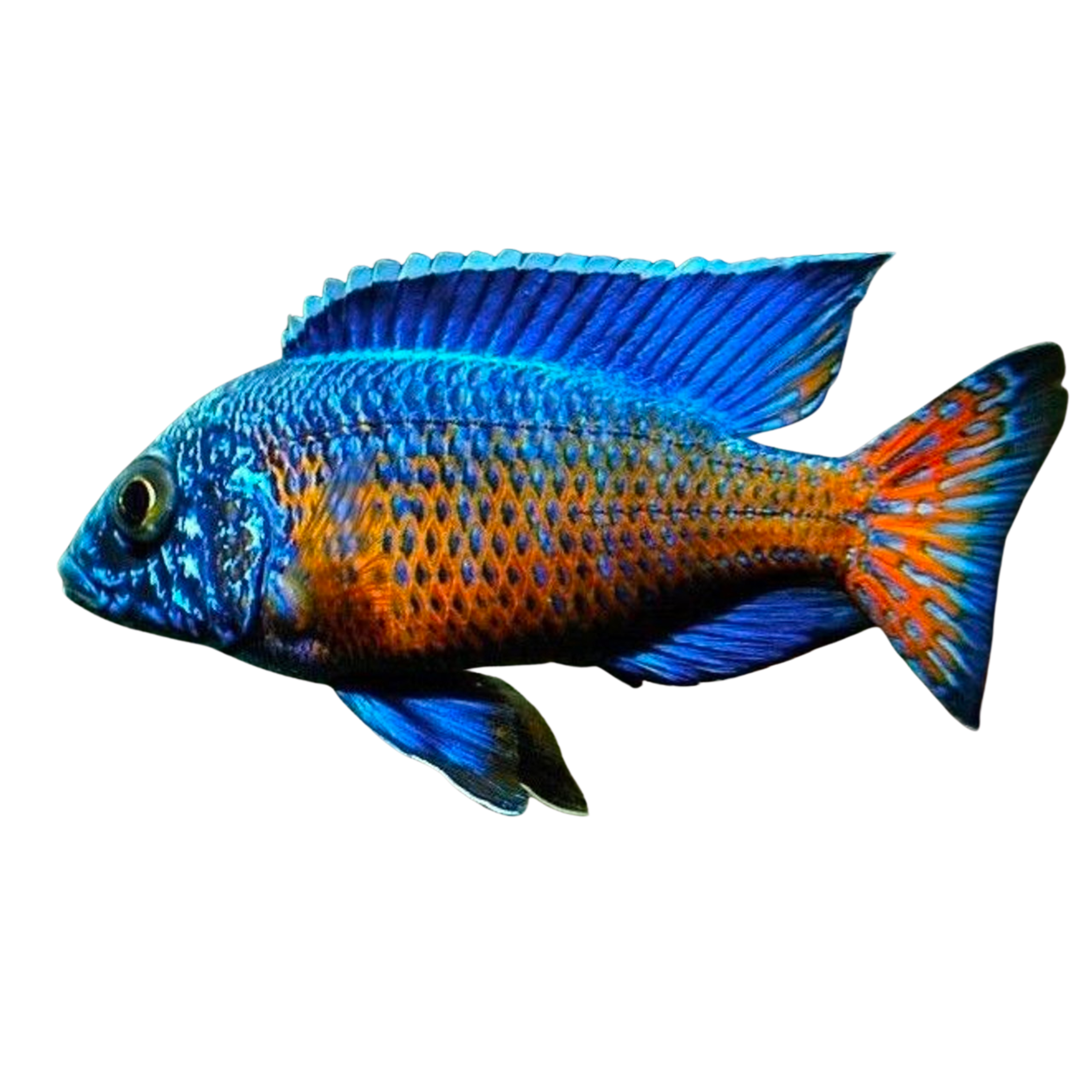 Peacock Cichlid