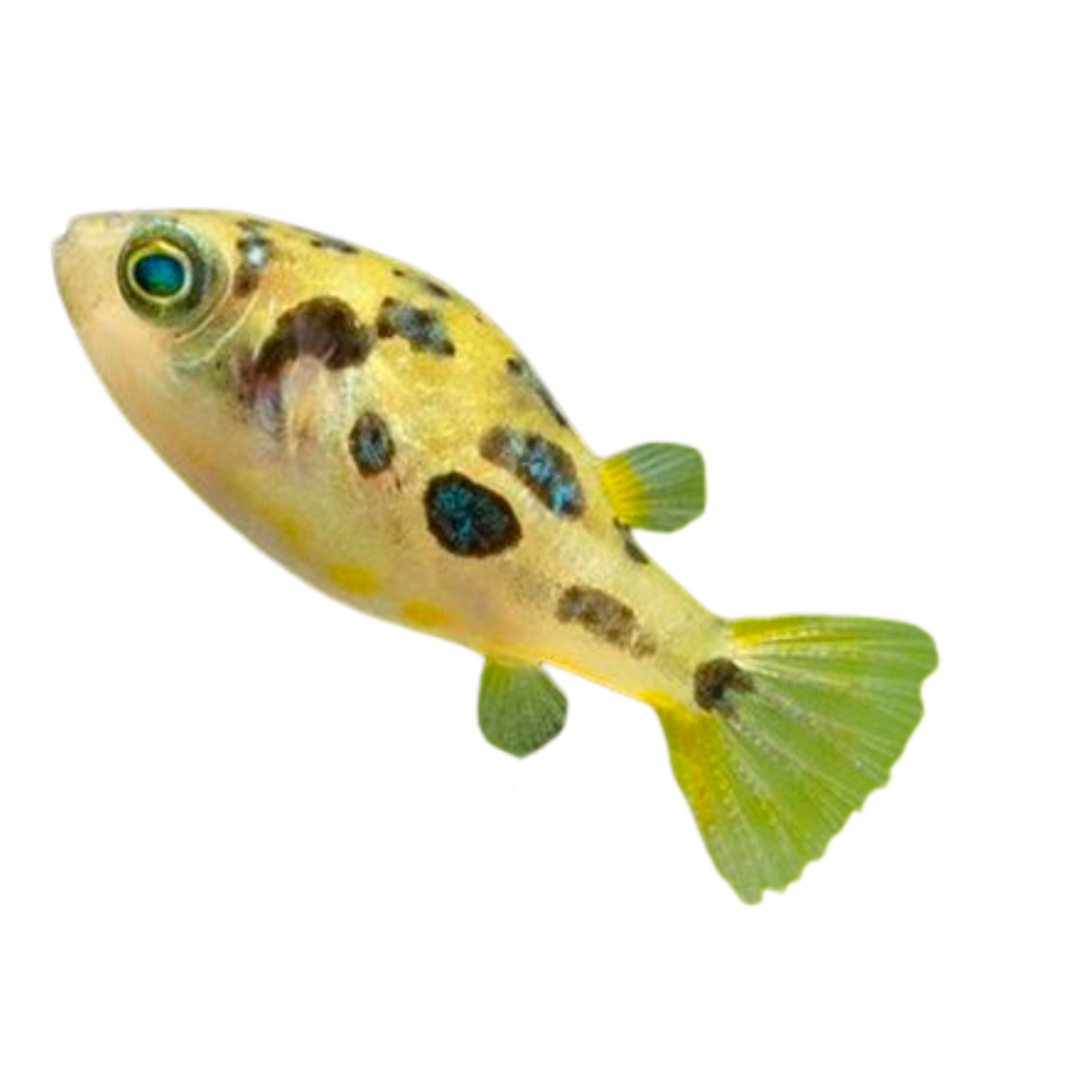 Pea Puffer Fish