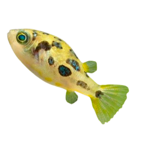 Pea Puffer Fish