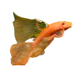 Load image into Gallery viewer, Longfin Super Red Bristlenose Pleco
