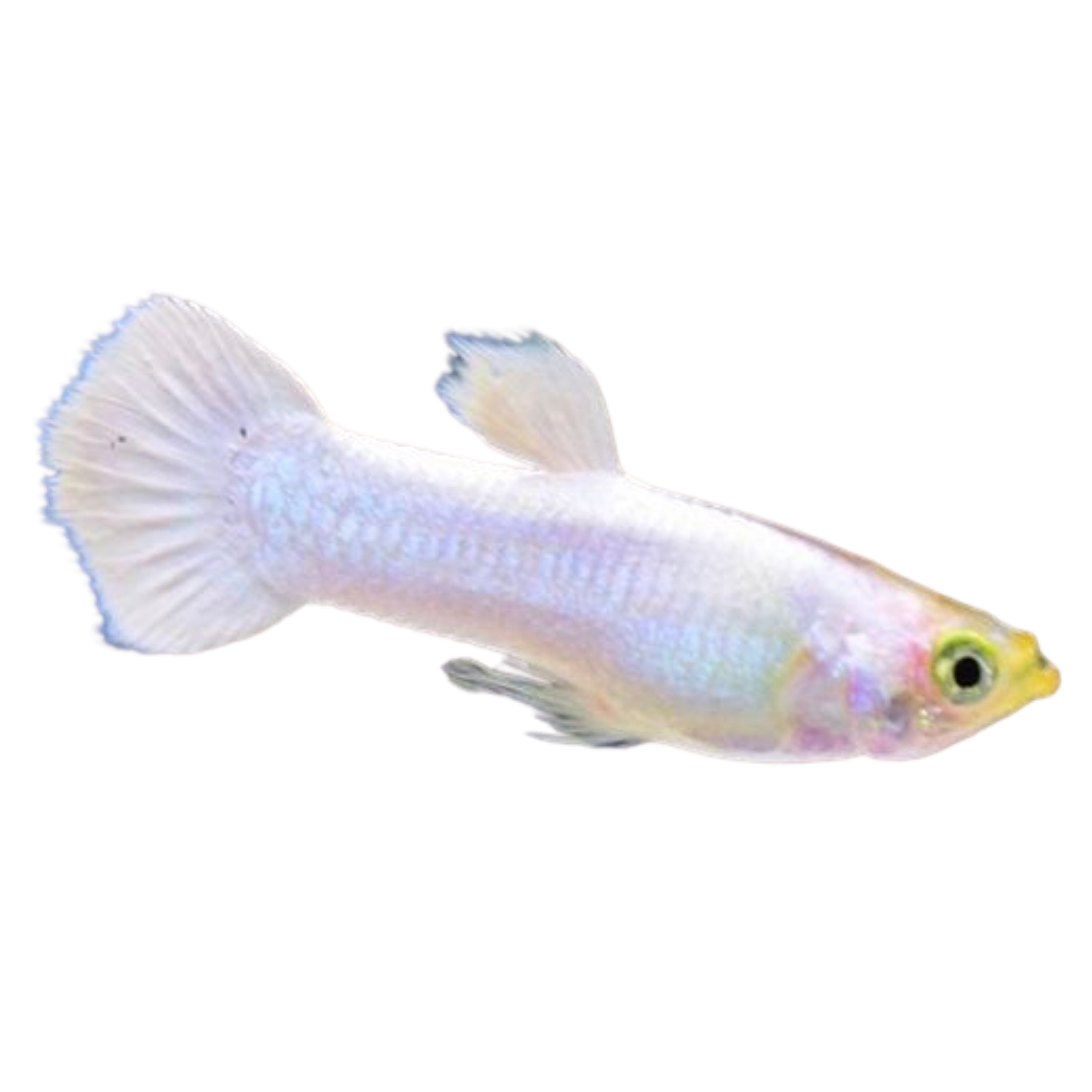 Platinum White Guppy