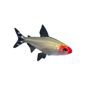 Rummynose Tetra