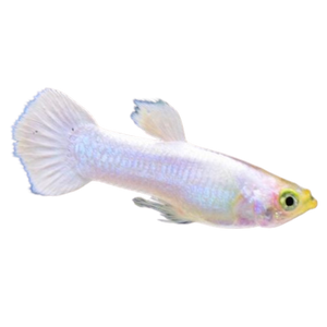 Platinum White Guppy