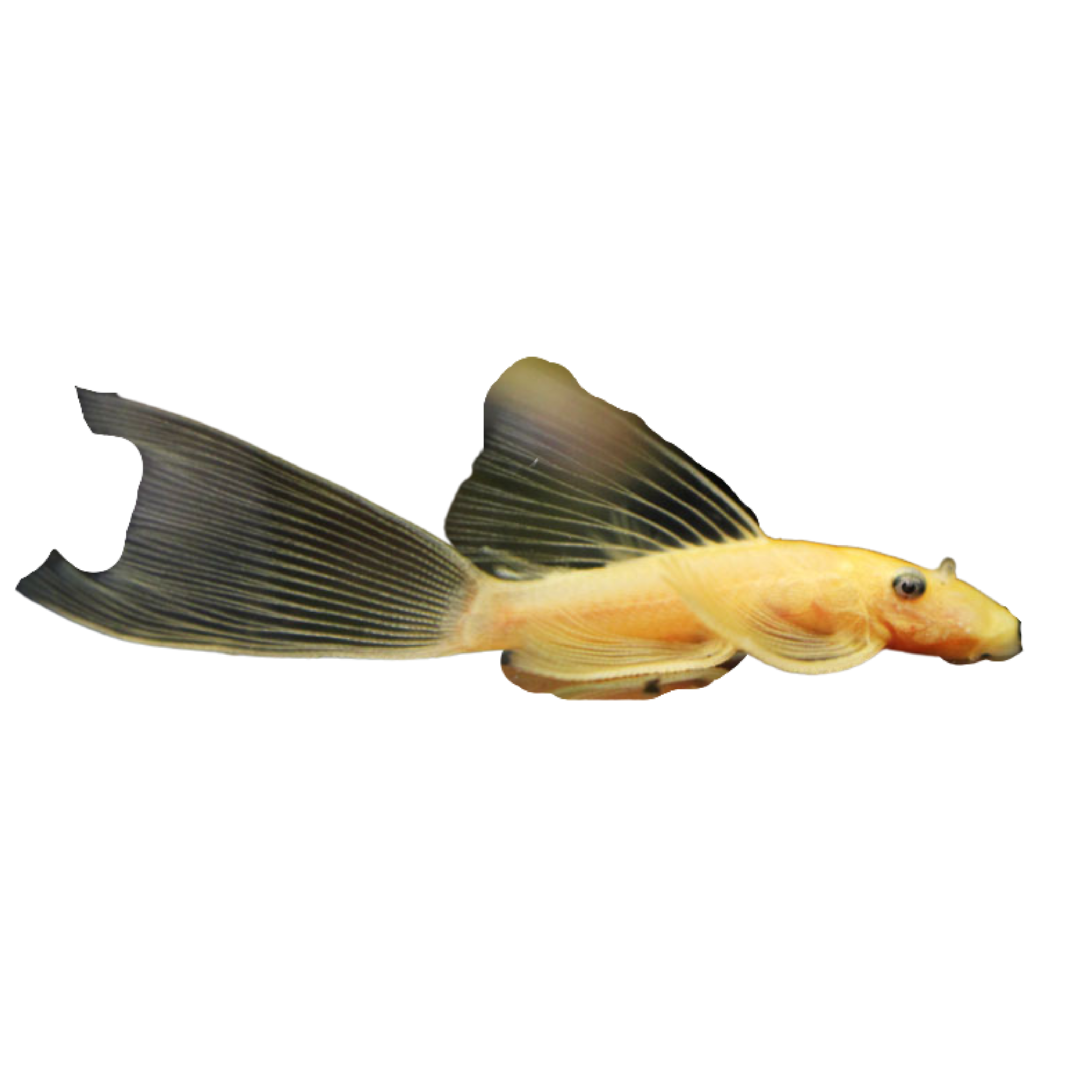 L144 Longfin Lemon Blue Eye Pleco