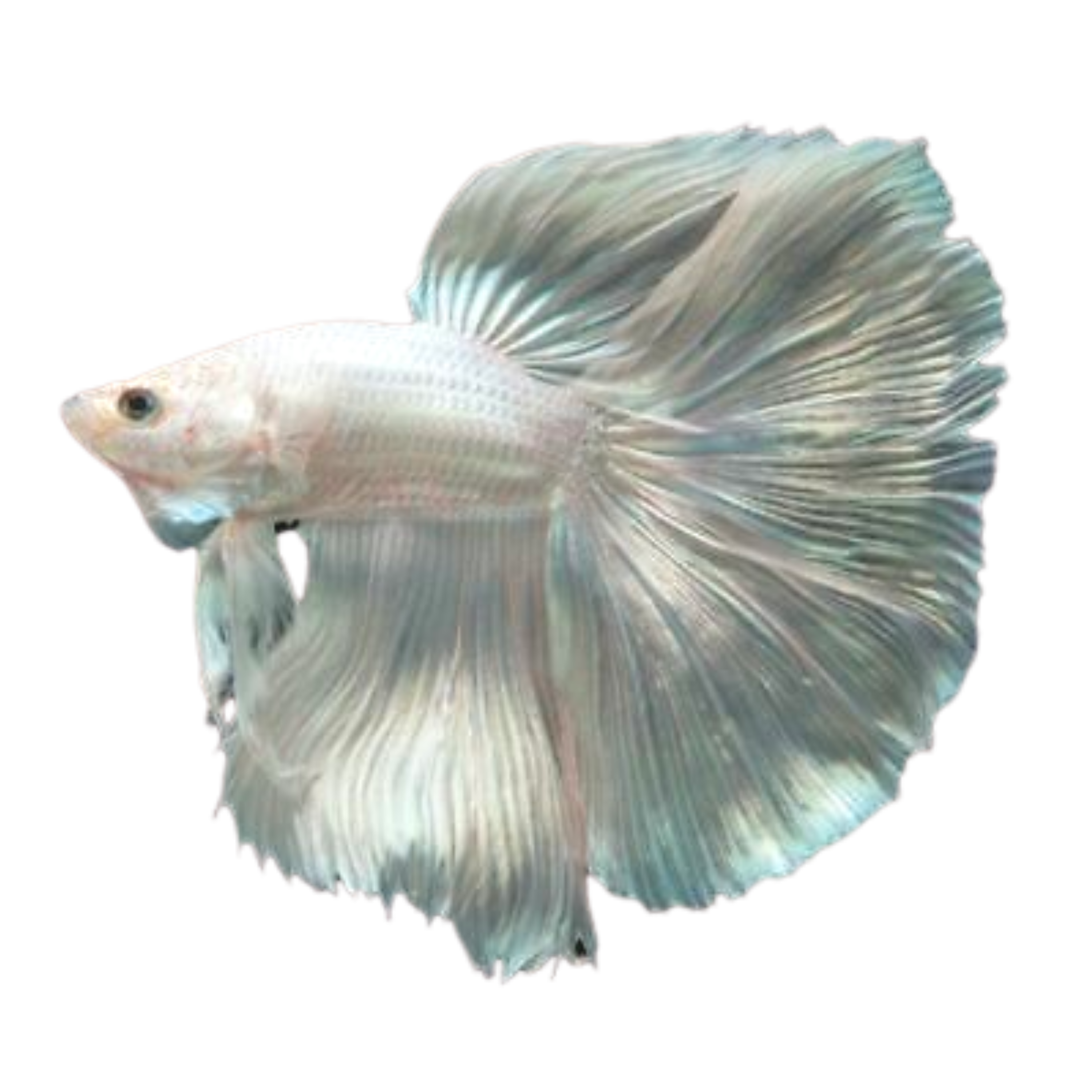 Platnium White Halfmoon Betta