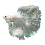 Load image into Gallery viewer, Platnium White Halfmoon Betta
