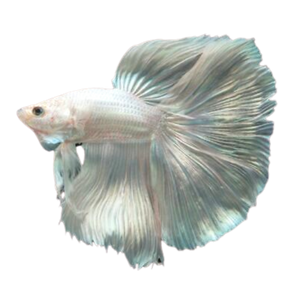 Platnium White Halfmoon Betta