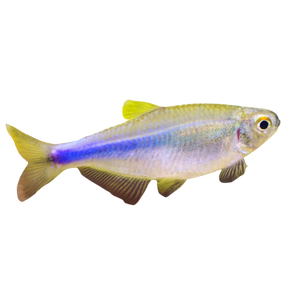 Blue King Tetra