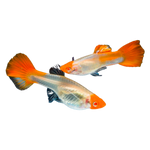 Load image into Gallery viewer, Koi Guppy
