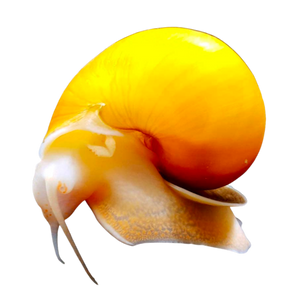 Mystery Snail