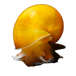 Mystery Snail