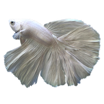 Load image into Gallery viewer, Platnium White Halfmoon Betta
