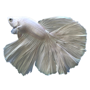 Platnium White Halfmoon Betta